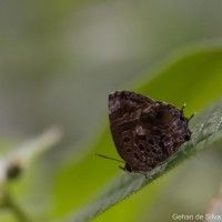 Arhopala abseus Hewitson, 1862